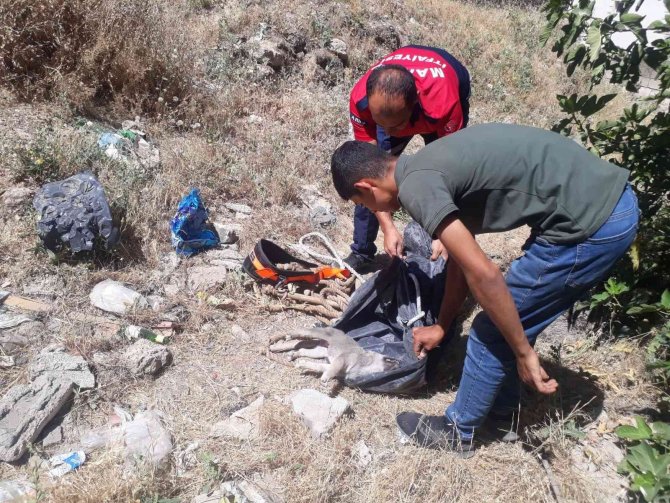 Mardin’de Kuyuya Düşen Yavru Köpekler İtfaiye Ekipleri Tarafından Kurtarıldı