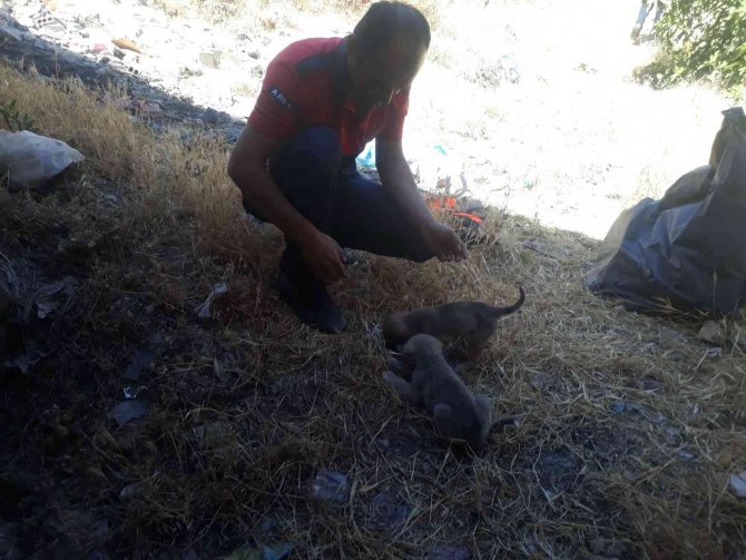 Mardin’de Kuyuya Düşen Yavru Köpekler İtfaiye Ekipleri Tarafından Kurtarıldı