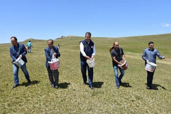 Ordu’nun Meralarında Ot Verimliliği Arttırılıyor