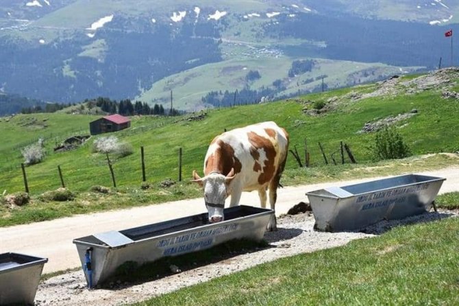 Ordu’nun Meralarında Ot Verimliliği Arttırılıyor