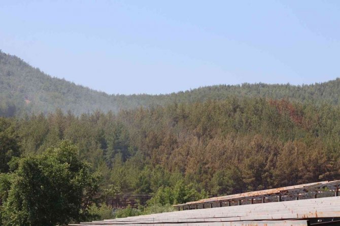 Seydikemer’deki Orman Yangını Söndürüldü
