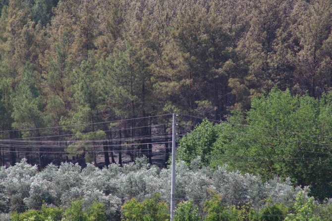 Seydikemer’deki Orman Yangını Söndürüldü