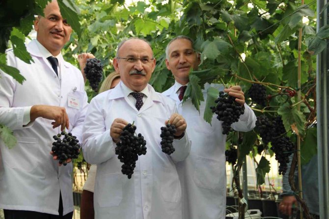 Türk Mühendislerinin Geliştirdiği Üzüm Çeşidi Üretime Hazır