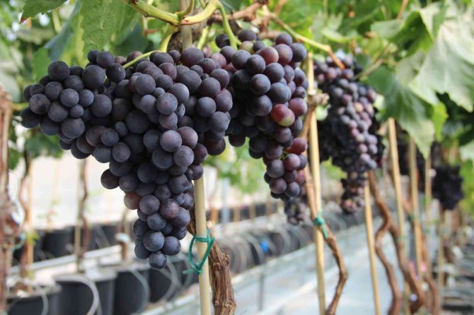 Türk Mühendislerinin Geliştirdiği Üzüm Çeşidi Üretime Hazır