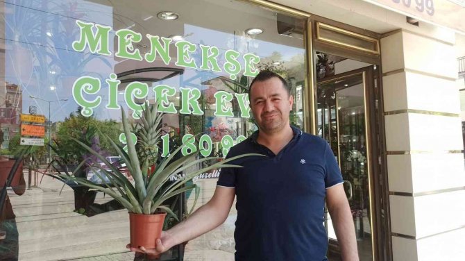 Bu Dekorun Meyvesi Çok Tatlı
