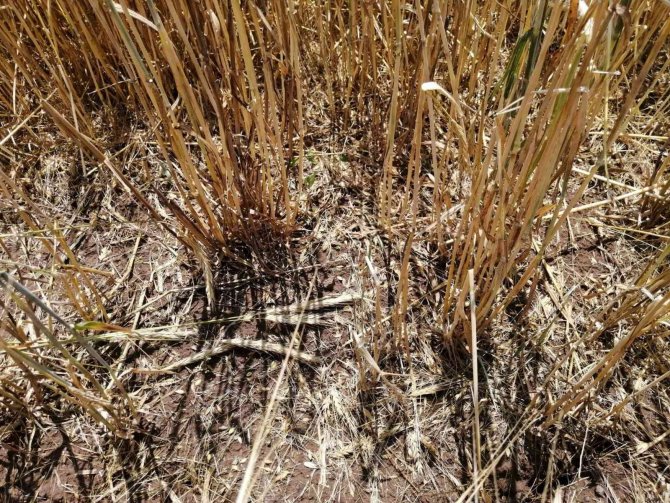 Osmancık’ta Etkili Olan Dolu Yağışı Tarım Arazilerine Zarar Verdi