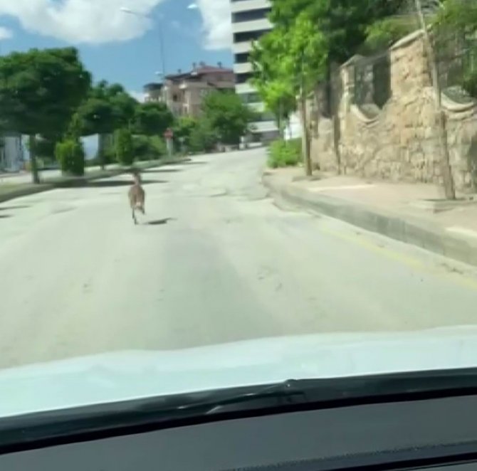 Nesli Koruma Altında Olan Dağ Keçisi, Şehir Merkezinde Araçla Yarıştı