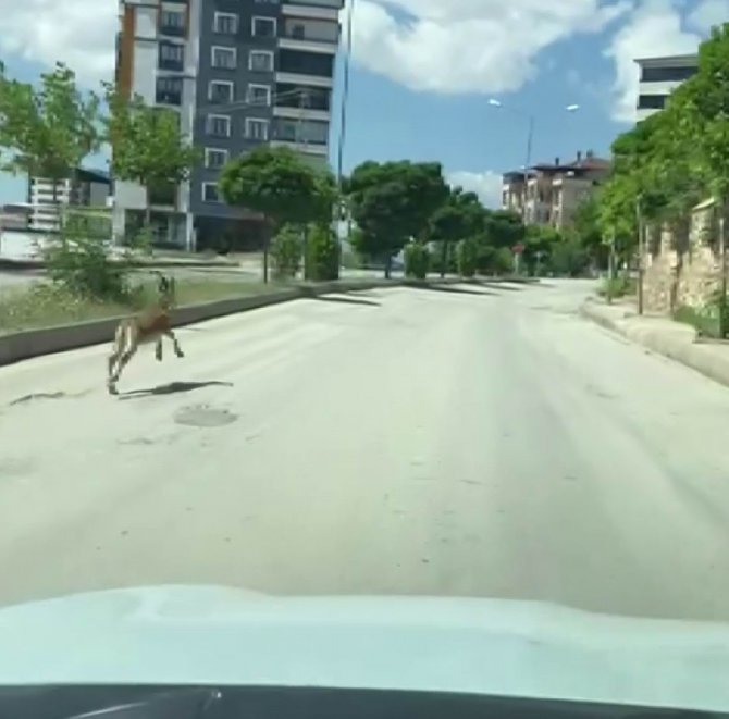 Nesli Koruma Altında Olan Dağ Keçisi, Şehir Merkezinde Araçla Yarıştı