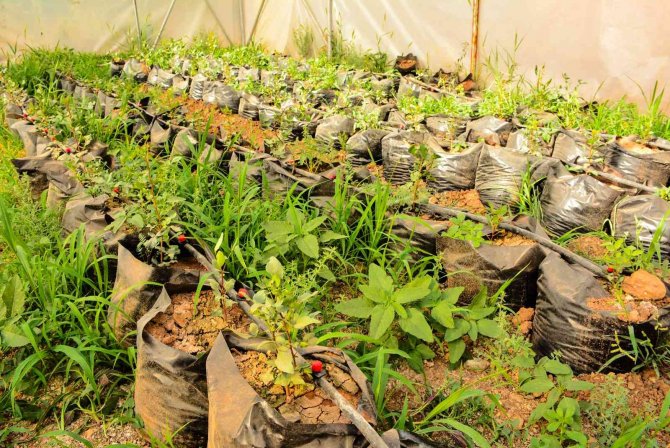 Mardin’de Meslek Lisesinde Uygulamalı Tarım Eğitimi