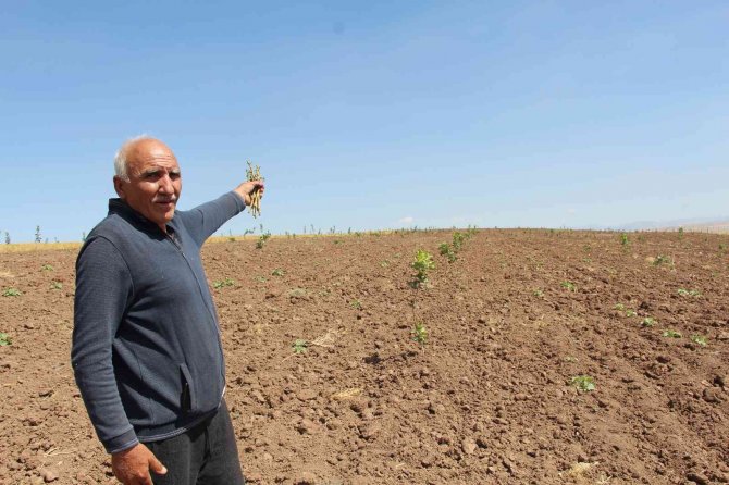 Siirt Fıstığında Yüzde 50 Verim Artışı