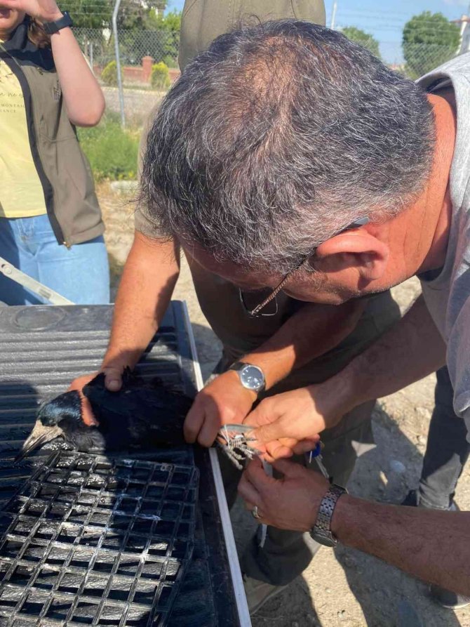 Iğdır’da Ayağı İpe Dolanan Karga Kurtarıldı