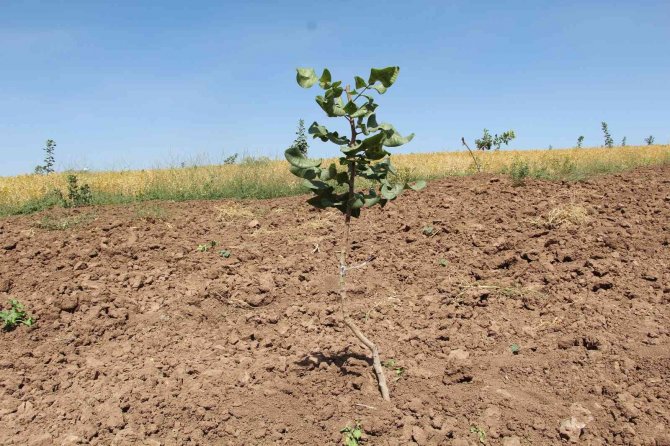 Siirt Fıstığında Yüzde 50 Verim Artışı