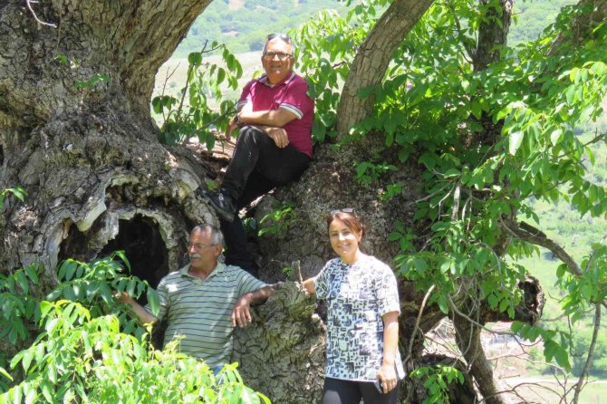 Türkiye’de Şu Ana Kadar Görülmedi: Tunceli’de 9 Metre 22 Santimetre Gövde Çapına Sahip Ceviz Ağacı Tespit Edildi
