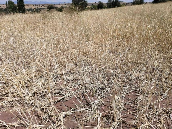 Osmancık’ta Etkili Olan Dolu Yağışı Tarım Arazilerine Zarar Verdi