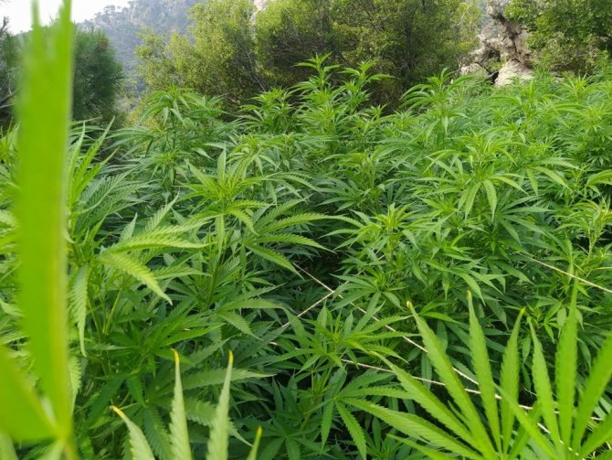 İ̇zmir’de Jandarmadan Kenevir Operasyonu: 2 Tutuklama