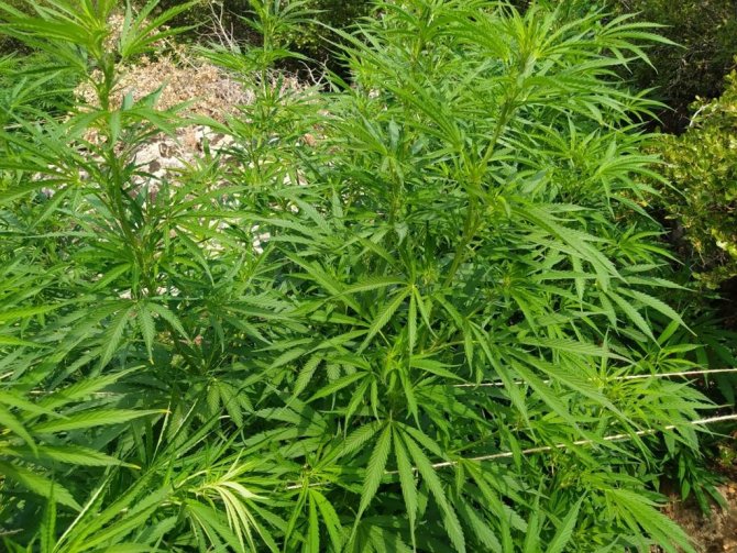 İ̇zmir’de Jandarmadan Kenevir Operasyonu: 2 Tutuklama
