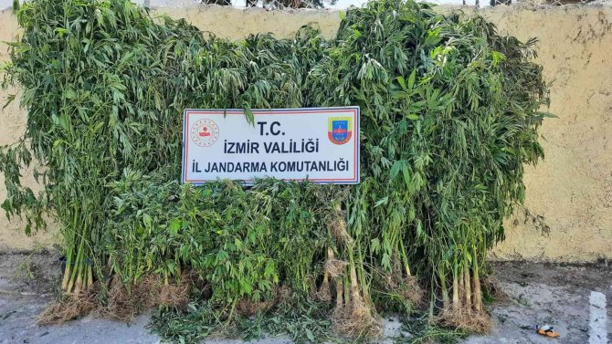 İ̇zmir’de Jandarmadan Kenevir Operasyonu: 2 Tutuklama