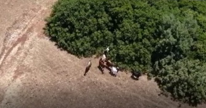 Jandarma Kayıp Keçileri Dronle Buldu