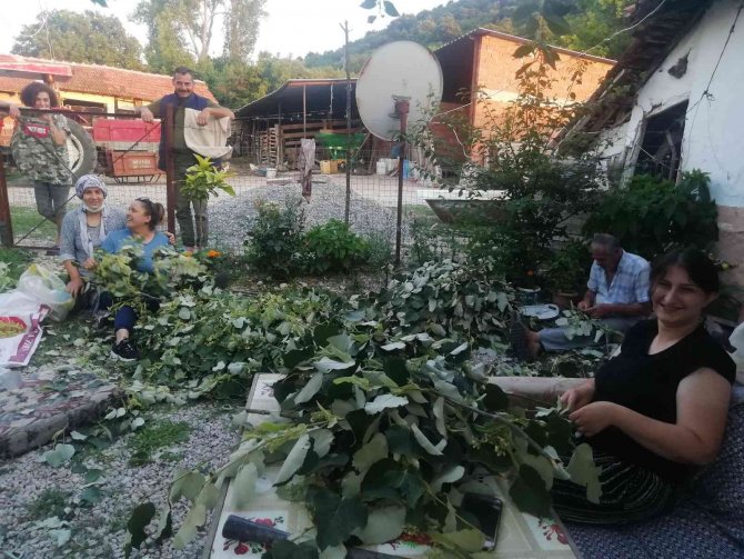 Manyas’ta Ihlamur Hasadı Başladı