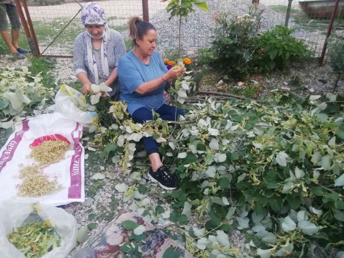 Manyas’ta Ihlamur Hasadı Başladı