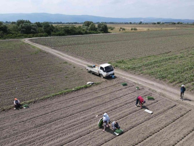 Mustafakemalpaşa’da 280 Bin Ton Salçalık Domates Ekimi Başladı