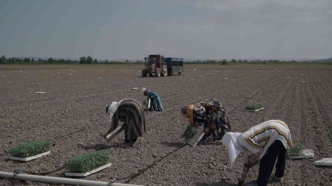 Mustafakemalpaşa’da 280 Bin Ton Salçalık Domates Ekimi Başladı