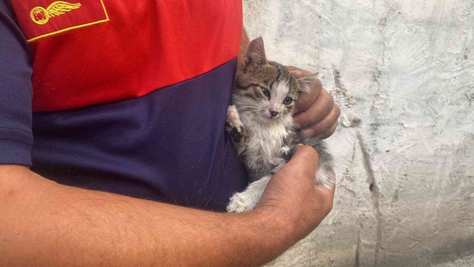 Yaramaz Kedinin Yolculuğu 150 Kilometre Sonra Sona Erdi