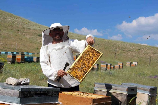 Balda Yüksek Rekolte Beklentisi Arıcılara Umut Oldu