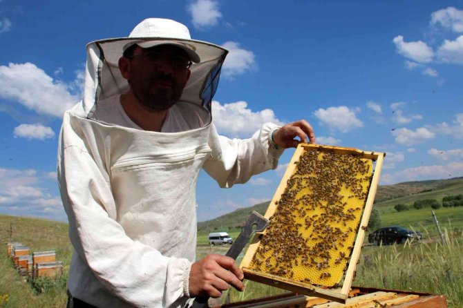 Balda Yüksek Rekolte Beklentisi Arıcılara Umut Oldu