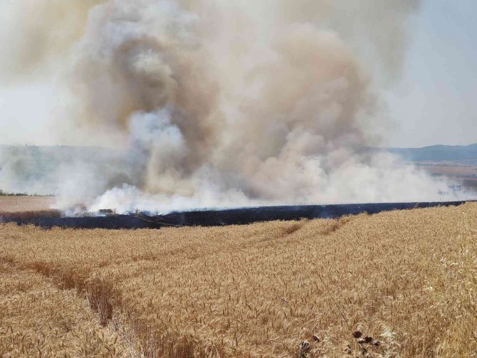 Tekirdağ’da 300 Dönüm Buğday Tarlası Alev Alev Yandı