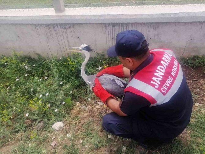 Havaalanında Bulundu Tedavi Altına Alındı