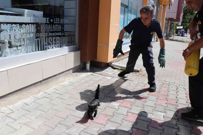 Yaramaz Yavru Kedi Ekipleri Çok Uğraştırdı