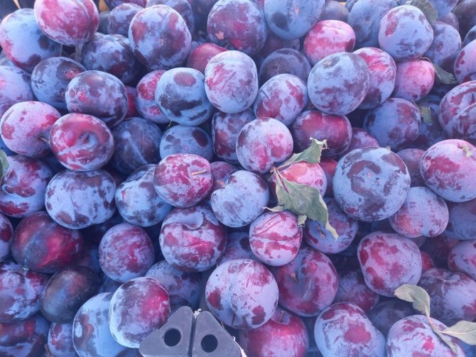 Uzmandan Uyarı: “Yaz Aylarında Ağır Yemekler Öğlen Yenilmeli”