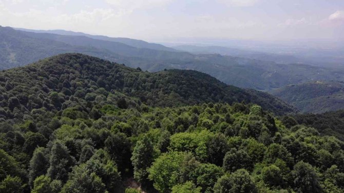 Sıcaklıklar Artıyor, Orman Yangını Riski Büyüyor