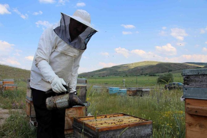 Balda Yüksek Rekolte Beklentisi Arıcılara Umut Oldu