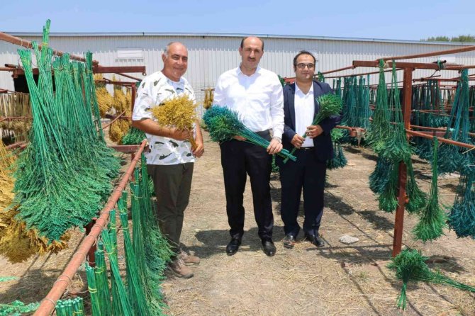 Kuru Çiçekte İthalatı İhracata Çevirdi