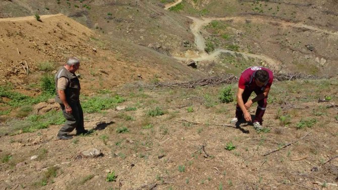 9 Ton Tohum Serpilmişti, Adana’da Yanan Ormanlık Alan Yeşeriyor