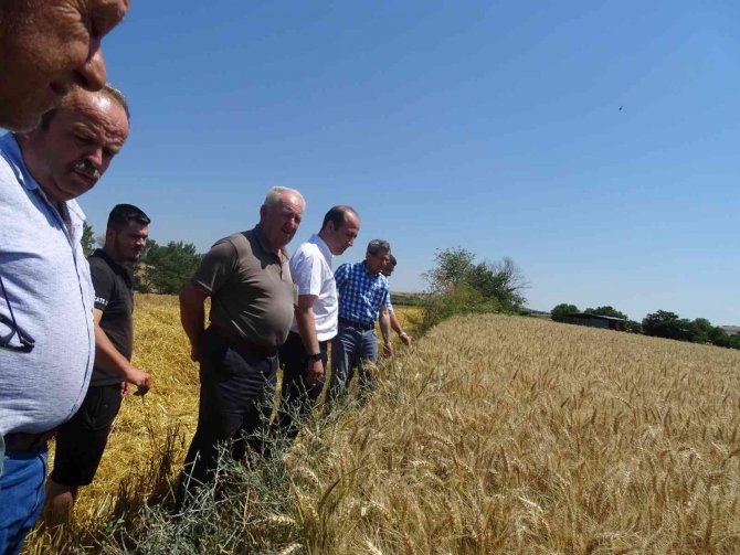 Tekirdağ’da 2 Milyon Dekar Alanda Tahıl Tarımı Yapılıyor