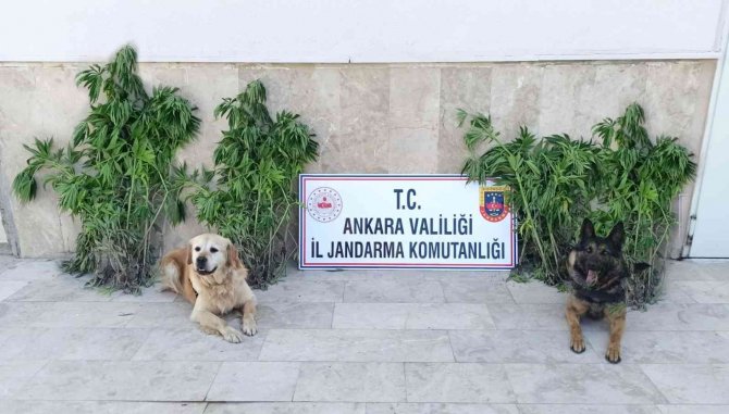 Başkent’te Zehir Tacirlerine Darbe: 6 Gözaltı