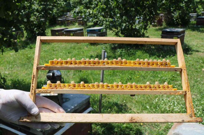 ’Arı Sütü’ Altınla Yarışıyor