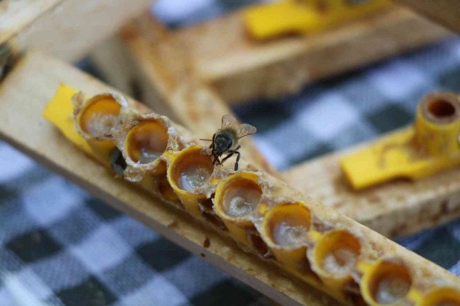 ’Arı Sütü’ Altınla Yarışıyor