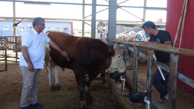 Kurban Pazarının ‘Kral’ Tosunu 50 Bin Tl’ye Alıcısını Bekliyor