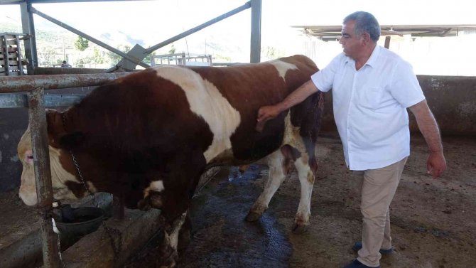 Kurban Pazarının ‘Kral’ Tosunu 50 Bin Tl’ye Alıcısını Bekliyor