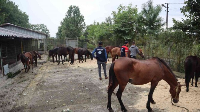 Kesime Giden Atları, Zabıta Kurtardı