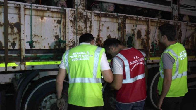 Kurbanlık Hayvanlar İ̇stanbul’a Giriş Yapmaya Başladı