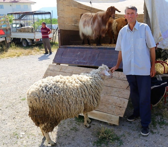 Yaklaşan Kurban Bayramı Besicileri Umutlandırdı