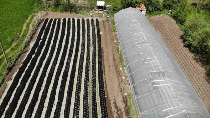 Giresun’un Alucra İlçesinde Organik Çilek Üretimi Yaygınlaşıyor