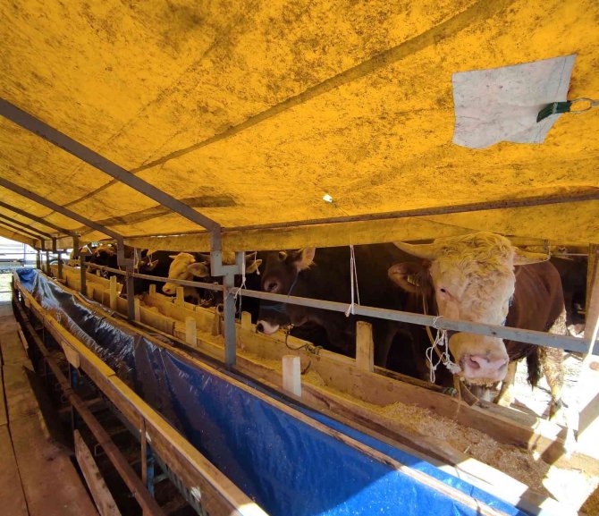 İ̇stanbul’da Kurbanlıklar Pazara Geldi, İlk Günden Çetin Pazarlıklar Yapıldı