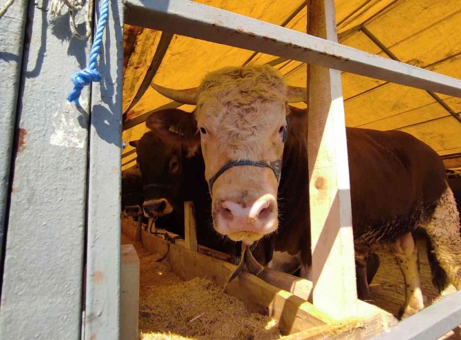 İ̇stanbul’da Kurbanlıklar Pazara Geldi, İlk Günden Çetin Pazarlıklar Yapıldı