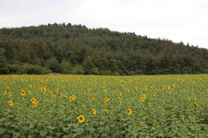 Mudanya Belediyesi’nin Ayçiçekleri Hasada Hazırlanıyor